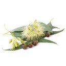 HE Eucalyptus menthole Bio 10ml Floressence