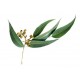 HE Eucalyptus citronne Bio 10ml Floressence